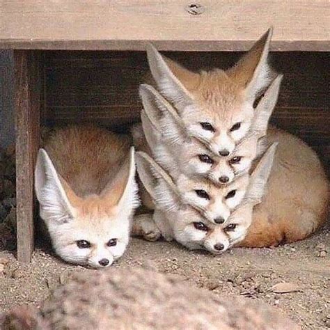 Animals Wildlife Nature (18k) on Instagram: “🦊 Fennec Fox Squad ️ Tag ...