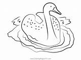 Swan Bird Swimming Coloring Page For Kids  Free Swans And Geese sketch template