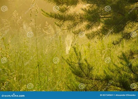 Forest with a Bird S Eye View Stock Image - Image of environment, mighty: 85734969