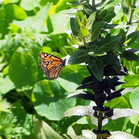 Monarch on asclepias – Tom’s Garden