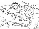 Opossum coloring page  Free Printable Coloring Pages sketch template