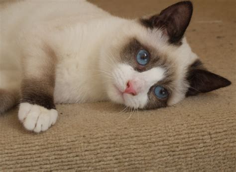 Snowshoe Cat Siamese : Biological Science Picture Directory – Pulpbits.net