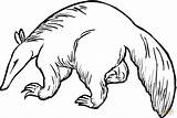 Anteater 6 coloring page  Free Printable Coloring Pages sketch template