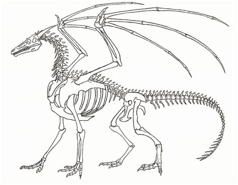 Dragon Skeleton by Ahrkeath on deviantART | Studies | Pinterest | Dragons, Skeletons and ...