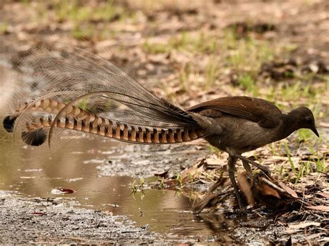 Meet the Lyrebird: The bird impresses with the striking beauty of the male’s huge tail as it ...