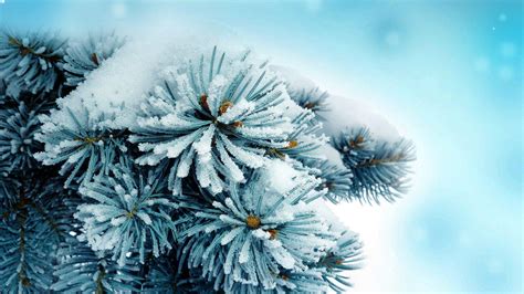 Free download Frozen Spruce Wallpaper Computer Wallpaper WallpaperLepi [1920x1080] for your ...