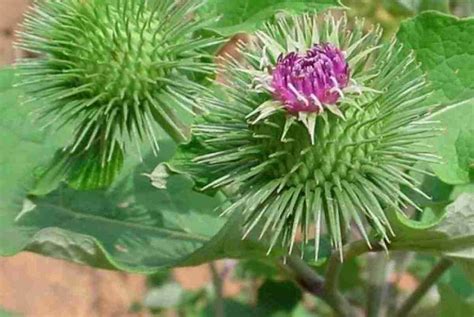 Burdock: Plant Properties and Uses | BioGrow