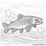 Trout Coloring Pages  Free & Printable sketch template