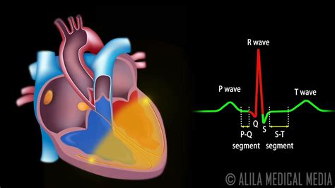Cardiac Conduction System and Understanding ECG, Animation. - YouTube