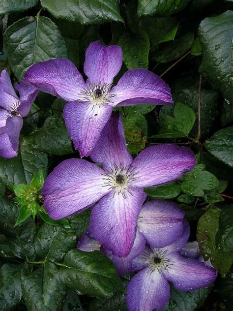 clematis viticella 'venosa violacea' | Clematis, Pretty plants, Flower garden