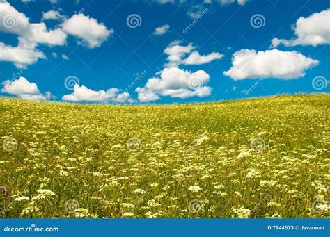 Green Field with Blooming Flowers and Blue Sky Stock Image - Image of blossom, ecology: 7944573