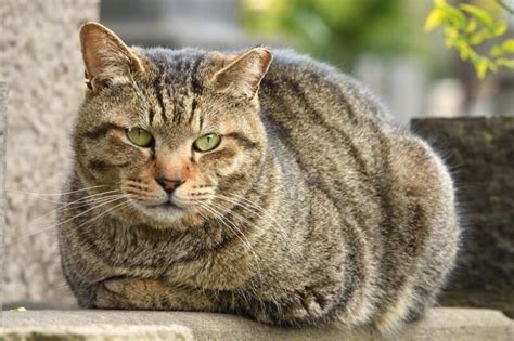 7 Fascinating Facts About the Brown Tabby Cat - Catster