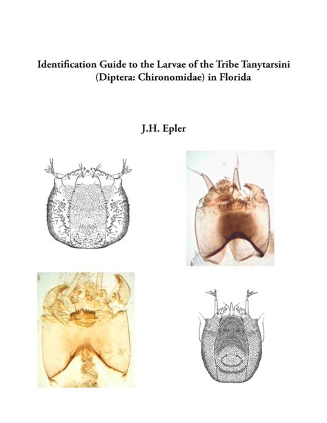 Identification Guide to the Larvae of the Tribe Tanytarsini (Diptera ...