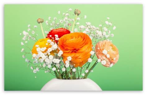 Persian Buttercup Bouquet Ultra HD Desktop Background Wallpaper for 4K UHD TV : Widescreen ...