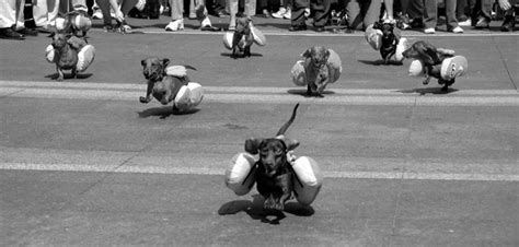 Weiner Dog Races | David Williams | Flickr
