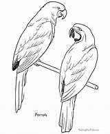 Free Bird Coloring Sheet sketch template