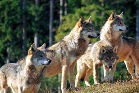 The wolf and the wolf pack: a perfect mechanism of social organisation