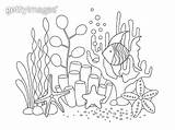Algae Coloring Pages sketch template