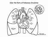 Human Lungs Outline Body Pages Coloring Colouring Printable Drawing  sketch template