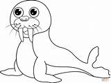 Cute Walrus coloring Page  Free Printable Coloring Pages sketch template