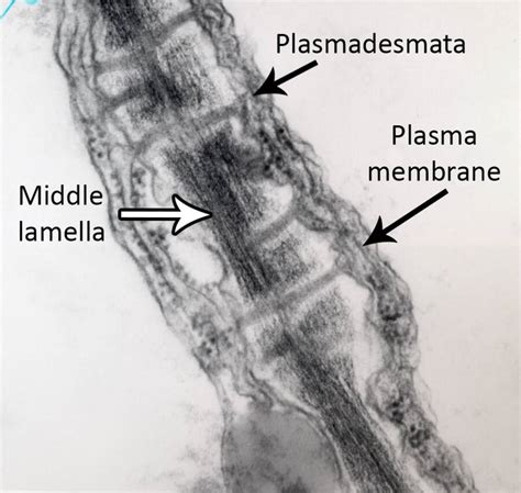 Cell Types, Cell Walls