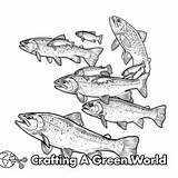 Trout Coloring Pages  Free & Printable sketch template