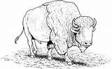 American Buffalo Bison coloring Page  Free Printable Coloring Pages sketch template