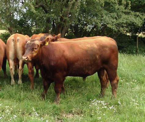 Red Aberdeen-Angus Bulls for Sale - WOODCOTTAGE ABERDEEN-ANGUS - Aberdeen-Angus Cattle Society