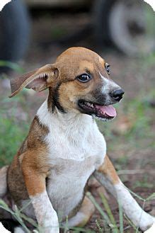 Dakota | Adopted Puppy | 0032-002 | Natchitoches, LA | Rat Terrier ...