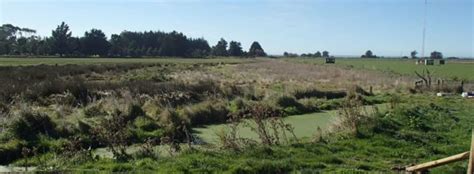 Rare Mudfish, the Farmer and the School | RNZ