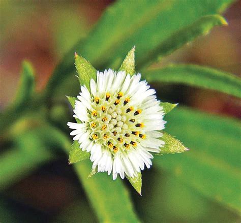 Bhringaraj (Eclipta Alba)