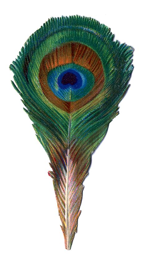 Antique Graphic - Small Peacock Feather - The Graphics Fairy