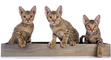 Ocicat - The Amazing Pet Wild Cat