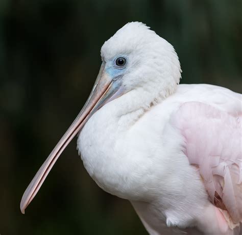 All About the Roseate Spoonbill - Captain Mitch's * Everglades Airboat rides