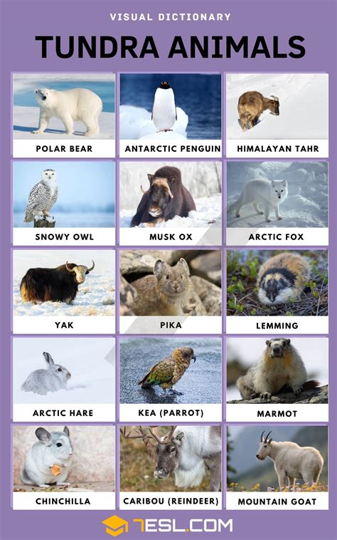 Types Of Animals In The Tundra