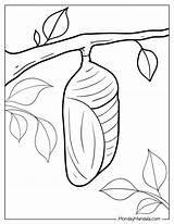 20 Caterpillar Coloring Pages Free PDF Printables sketch template