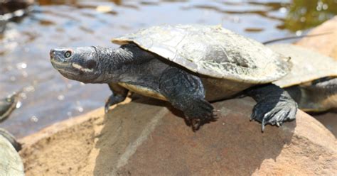 Murray River Turtle | Our Animals | Oakvale Wildlife