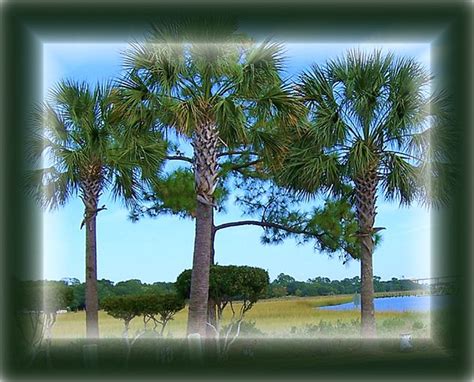 South Carolina State Tree | Explore Reellady's photos on Fli… | Flickr ...