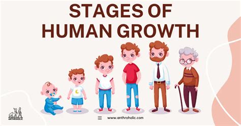 Stages of Human Growth in Anthropology | Anthroholic