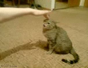 Angry Cat GIF - Find & Share on GIPHY