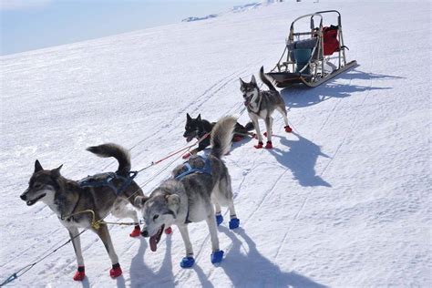 Dog sledding tour in Beitostølen, Norway | Beito Husky Tours