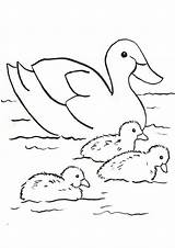 Coloring Pages  Baby Duck With sketch template