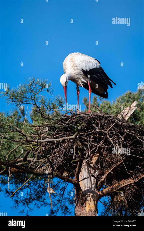 a stork is disturbed by sparrows nesting under its nest Stock Photo - Alamy