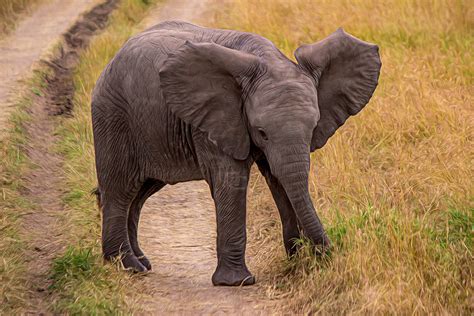 Baby African Bush Elephant, Maasai Mara | Baby African Bush … | Flickr