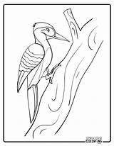 Woodpecker Coloring Pages Free PDF Printables  Simply Love sketch template