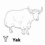 Free Yak Coloring Pages Download Pa  Vrogueco sketch template