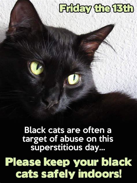 Imgur | Friday the 13th black cat, Cats, Black cat