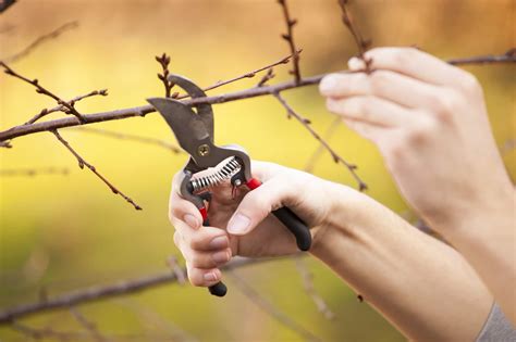 Best Tips for Pruning Trees in the Fall - Green Acres Landscape Salem ...