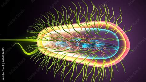 3d illustration of e coli bacteria shapes anatomy. Stock Illustration | Adobe Stock