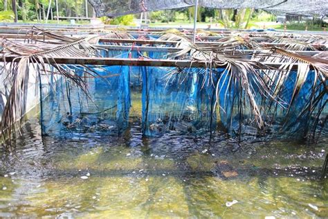 Frog Farming in Thailand. The image of the frog farming in Thailand ...